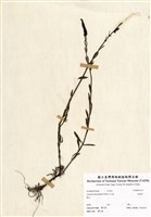 藏品(追風草)的圖片